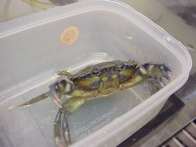 Image of Carcinus maenas